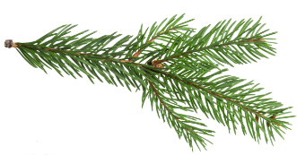 Branche sapin