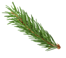Branche sapin